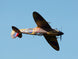 XFLY SUPERMARINE SPITFIRE MKIX BROWN 1200MM NO LANDING GEAR WITHOUT TX/RX/BAT