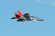 XFLY EDF 80MM T-7A RED HAWK W/O TX/RX/BATT